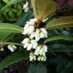 Leucothoe walteri Royal Ruby