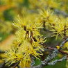 Hamamelis virginiana - Noisetier de sorcière de Virginie