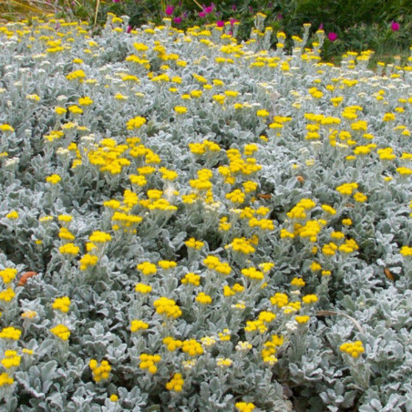Tanacetum densum subsp. amanii - Tanaisie d'arménie