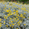 Tanacetum densum subsp. amanii - Tanaisie d'arménie