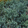 Juniperus squamata Blue Star - Genévrier écailleux