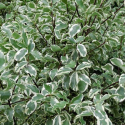 Pittosporum tenuifolium Variegatum
