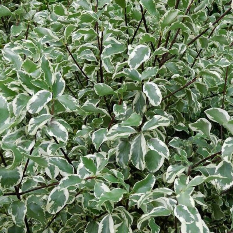 Pittosporum tenuifolium Variegatum