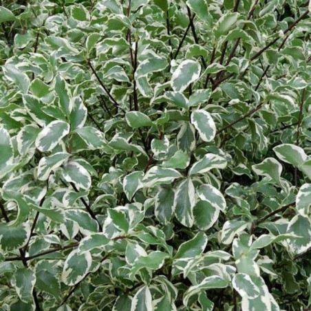 Pittosporum tenuifolium Variegatum