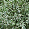 Pittosporum tenuifolium Variegatum