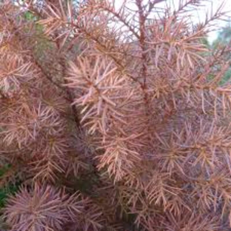 Cryptomeria japonica Elegans Viridis