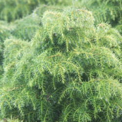 Cryptomeria japonica Elegans Viridis