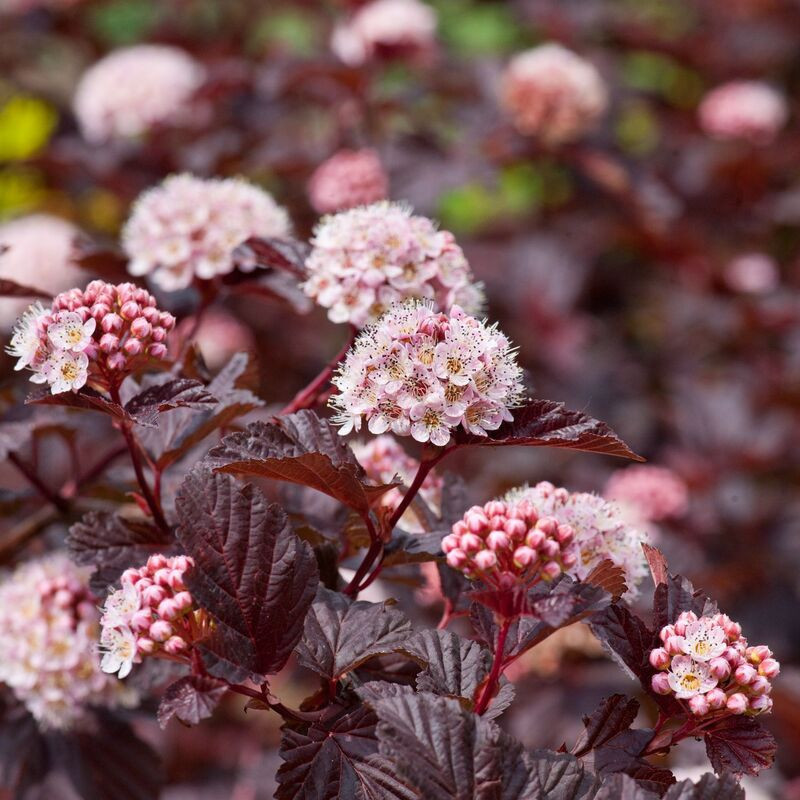 Physocarpus opulifolius Lady in Red - Physocarpe à feuillage pourpre