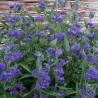 Caryopteris clandonensis Thetis - Spirée bleue