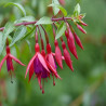 Fuchsia Bernisser Hardy