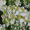 Viorne - Viburnum plicatum Watanabe
