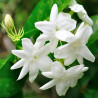 Jasmin officinal - Jasminum officinale