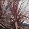 Cordyline australis Purpurea
