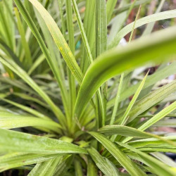 Cordyline indivisia