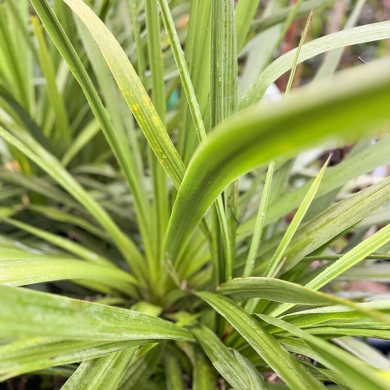 Cordyline indivisia