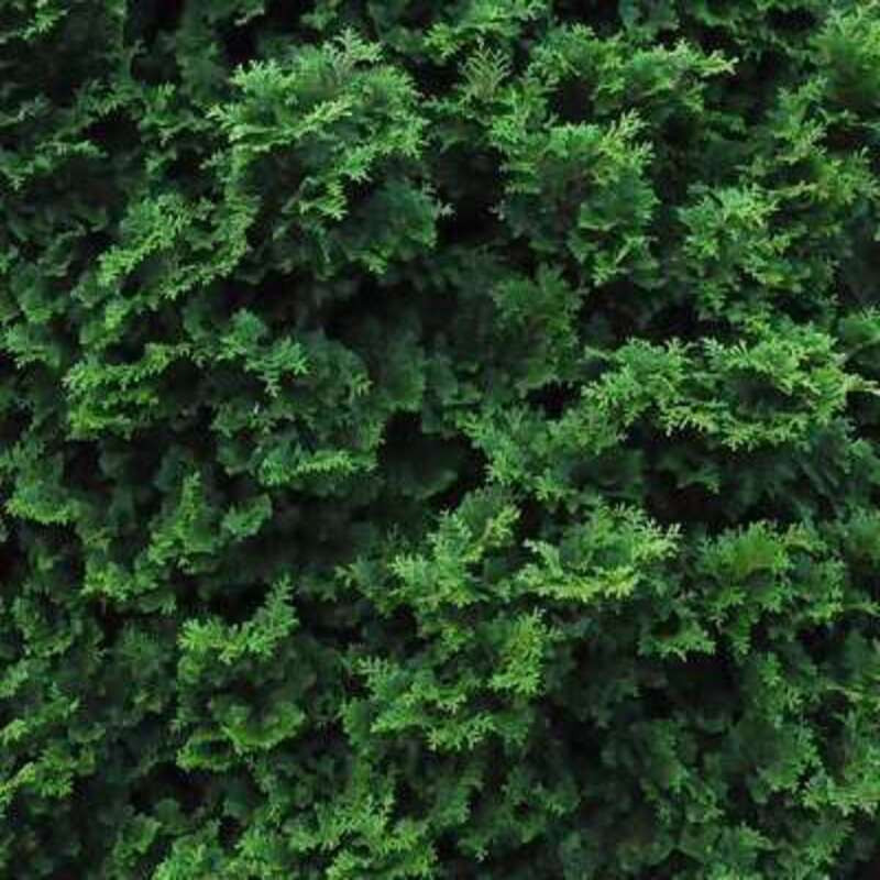 Chamaecyparis obtusa Nana Gracilis - Faux cyprès du Japon