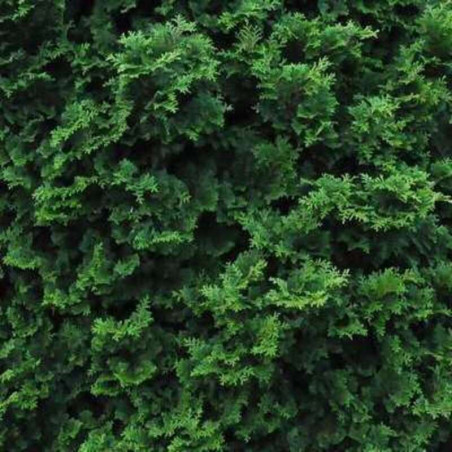 Chamaecyparis obtusa Nana Gracilis - Faux cyprès du Japon