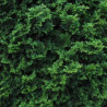Chamaecyparis obtusa Nana Gracilis - Faux cyprès du Japon