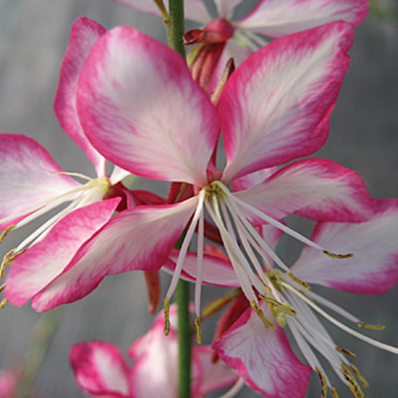 Gaura lindheimeri Rosy Jane - Gaura rose
