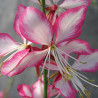 Gaura lindheimeri Rosy Jane - Gaura rose