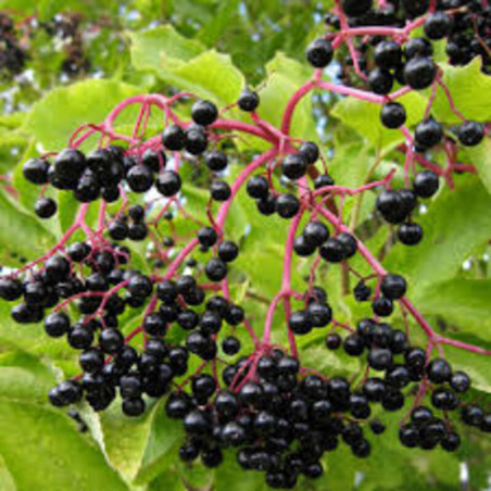 Sureau noir - Sambucus nigra