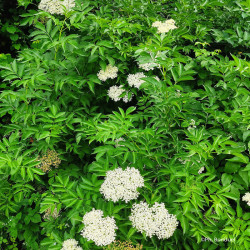 Sureau noir - Sambucus nigra