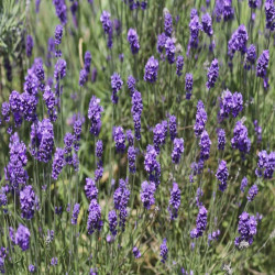 Lavande intermedia Grosso - Lavandin