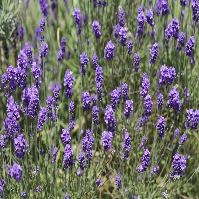 Lavande intermedia Grosso - Lavandin