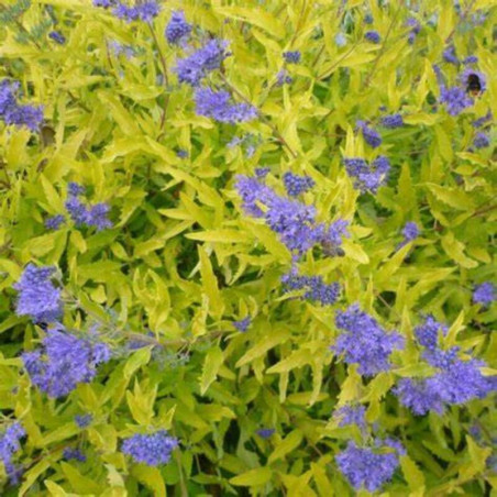 Caryopteris Worcester Gold - Spirée bleue, Barbe-bleue