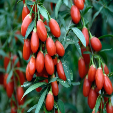 Goji - Lycium barbarum