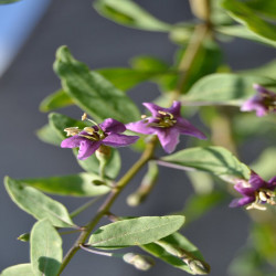 Goji - Lycium barbarum