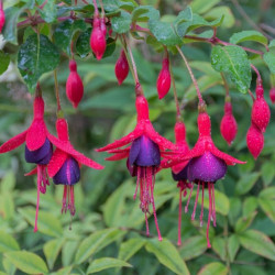 Fuchsia Tom Thumb (Tom Pouce)