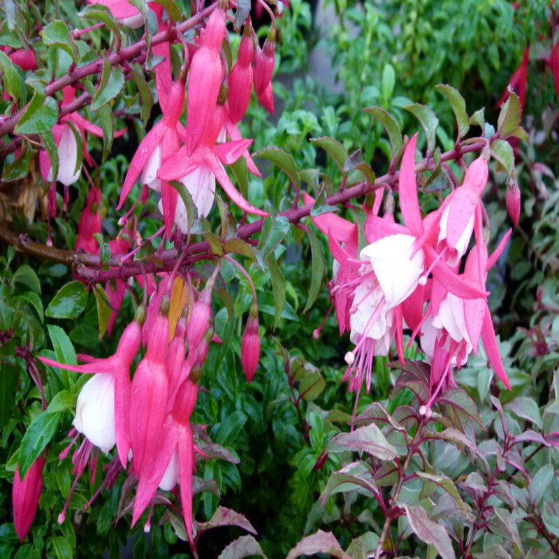 Fuchsia Alice Hoffman