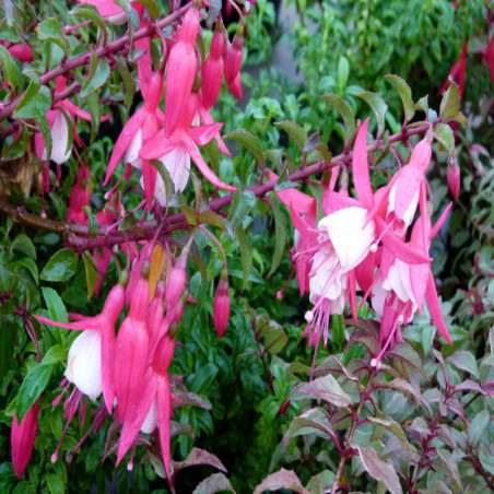 Fuchsia Alice Hoffman