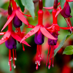 Fuchsia Mrs Popple