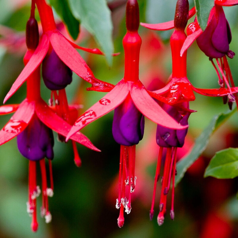Fuchsia Mrs Popple