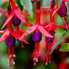 Fuchsia Mrs Popple