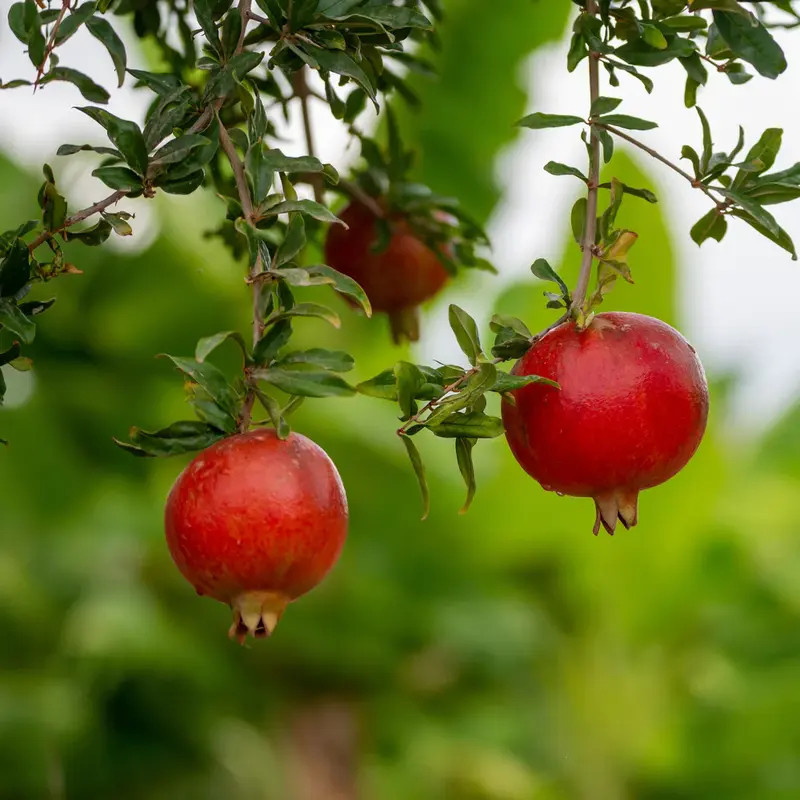 Grenadier à fruits - Punica granatum Fina Tendral