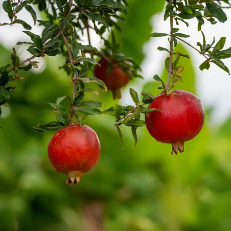 Grenadier à fruits - Punica granatum Fina Tendral