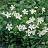 Vinca minor Alba - Petite pervenche blanche
