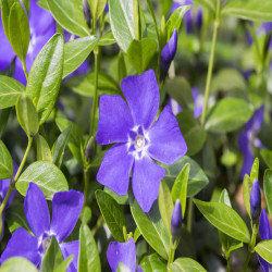Vinca minor- Petite pervenche bleu