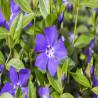 Vinca minor- Petite pervenche bleu