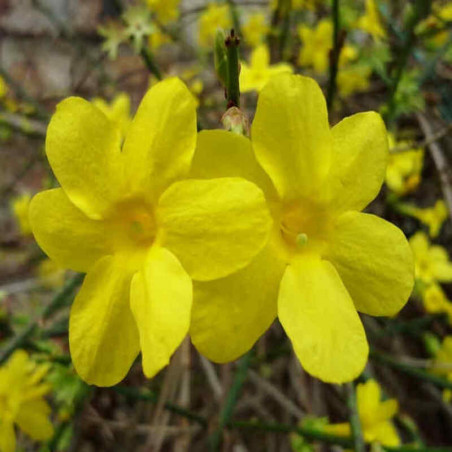 Jasmin d'hiver - Jasminum nudiflorum