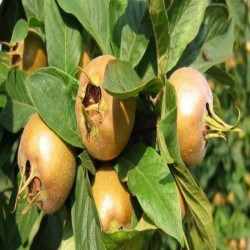 Néflier - Mespilus germanica