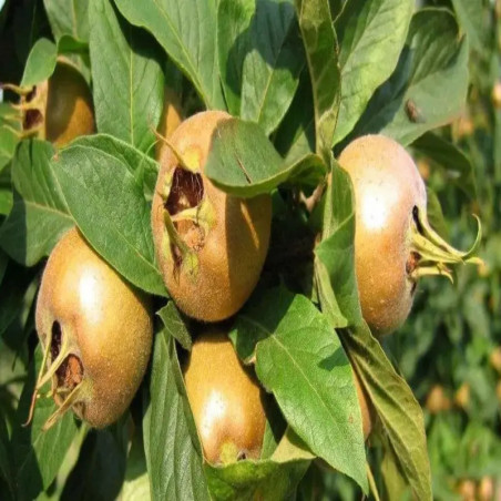 Néflier - Mespilus germanica