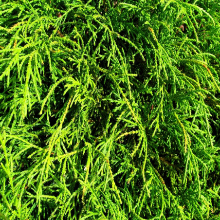 Chamaecyparis pisifera Filifera Nana - Cyprès Sawara