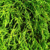 Chamaecyparis pisifera Filifera Nana - Cyprès Sawara