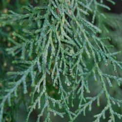 Cupressus sempervirens Stricta blue - Cyprès - Totem