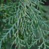 Cupressus sempervirens Stricta blue - Cyprès - Totem