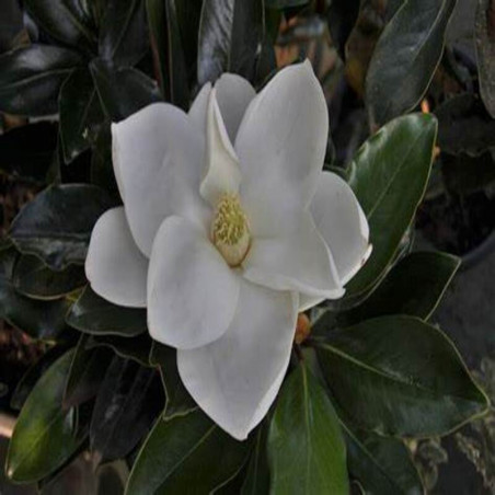 Magnolia grandiflora Little Gem - Magnolia nain